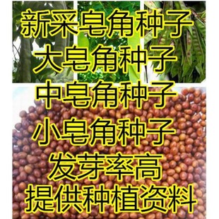 �²����ǷN�Ӵ����������Ǵ̘���ķN�ӻh�ʇ������v������С����