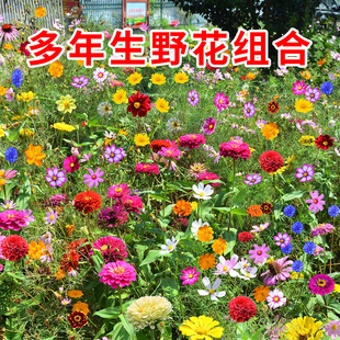 Wholesale Four-Season Flower Seeds, Wildflower Combination Seeds, Courtyard Easy-To-Live Landscape Greening, Zinnia, Cosmos, Sunflower