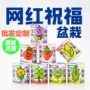 盆栽学生教育桌面种子