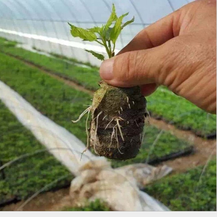 育苗块育苗营养块网袋压缩基质花卉茄果类栽培营养土苗木扦插基质