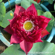 ɻNӷۼtͺɻNõtNɏźɫu׃