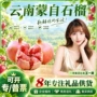 云南蒙自新鲜大果水果