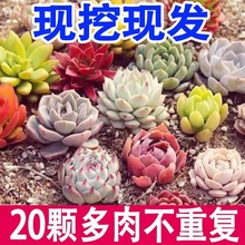 ����ֲ���ײͺ���������M���҃�С���Ծ�Ʒ��¶���w���B���ܾGֲ