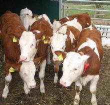 魯西黃牛養殖場銷售南陽黃牛 湘西黃牛 遠銷湖南貴州