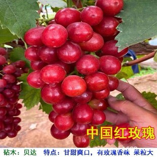 �tõ��޷�����������������������ј��m�ϱ����Nֲ����Y��