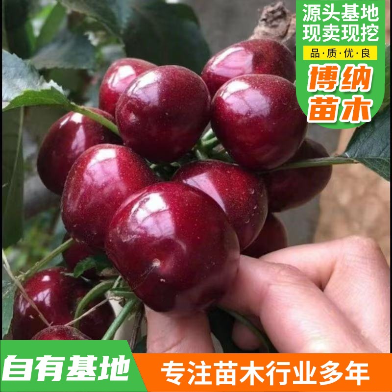 南北方种植四川矮化耐寒智利车厘子树苗 果树果苗大全正宗樱桃树