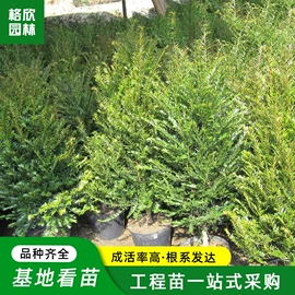 盆栽;月季蔷薇植物;乔木