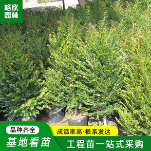 ���ؼt��ɼ�����l �ļ��G��������ľ���G��ľ�ϱ����Nֲ�t��ɼ��