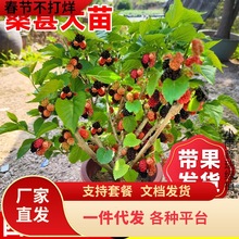 һ�����lɣ�ؘ������Ԏ����ϱ����҃����ļ��Gֲ�����{ݮ������