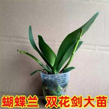 ��4���������m�������m���������Ԏ������ļ����B�҃Ȼ����B�׻�