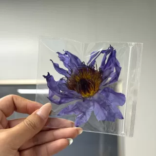 现货蓝莲花花茶干花独立包装埃及睡莲干跨境养生茶