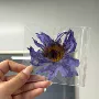 埃及独立跨境睡莲花茶