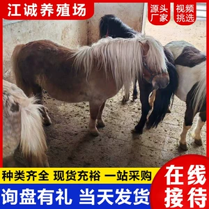 [景区观赏拍照骑乘成年矮脚马  回收迷你宠物马小脚马 特设兰矮马]