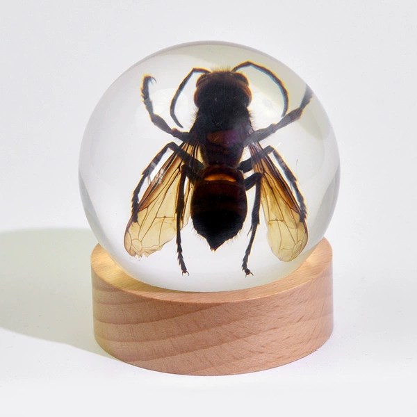 6.0cm beech wood ball wasp