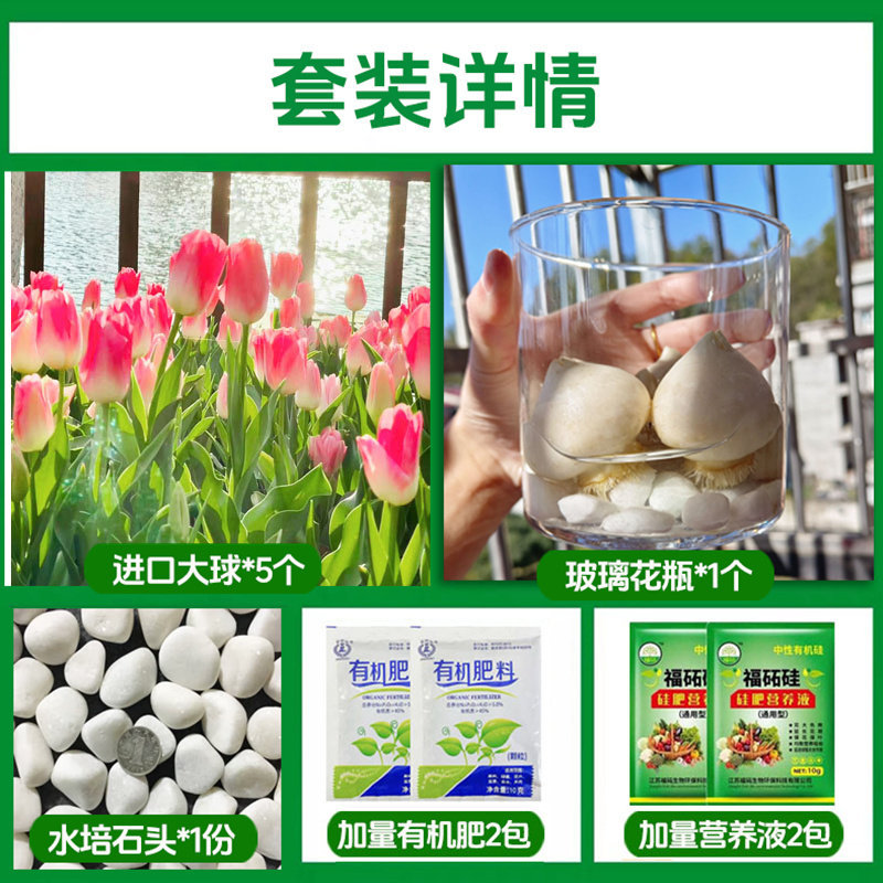 Round bottle hydroponic kit: a21 peach tulip 5 large bulbs + 2 nutrient solutions + 2 fertilizers + glass bottle + pebbles