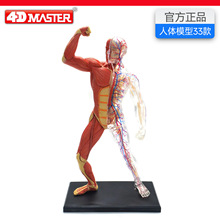 4D Master�������ģ������ṹ����ҽѧ���ʽ�ѧ�ɲ�ж�ڼ�