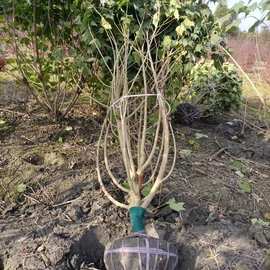 基地批发苗木工程绿化木芙蓉花别墅庭院小区景观植物基地现货