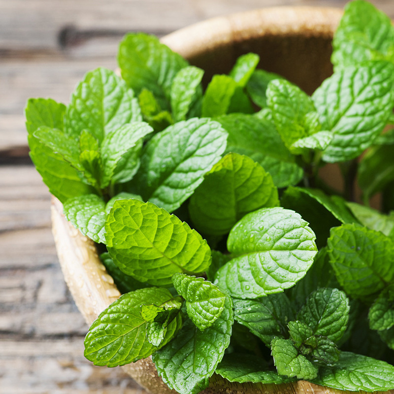 [Multiple Varieties to Choose from] Mint Potted Mentha Vanilla Plant Home Gardening Balcony Planting Edible