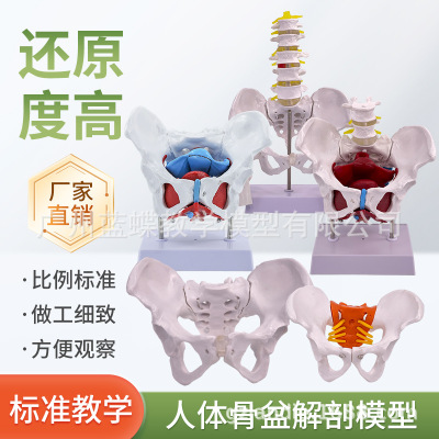 Dynamic teaching simulation activity Female sex Pelvis Uterus Model pelvic cavity structure Bladder muscle Recovery
