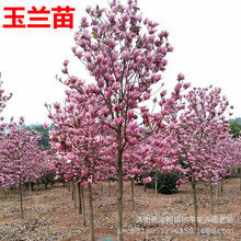 紫玉兰树苗娇红一号玉兰苗嫁接玉兰花苗红玉兰白玉兰