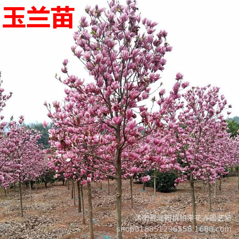 紫玉兰树苗娇红一号玉兰苗嫁接玉兰花苗红玉兰白玉兰
