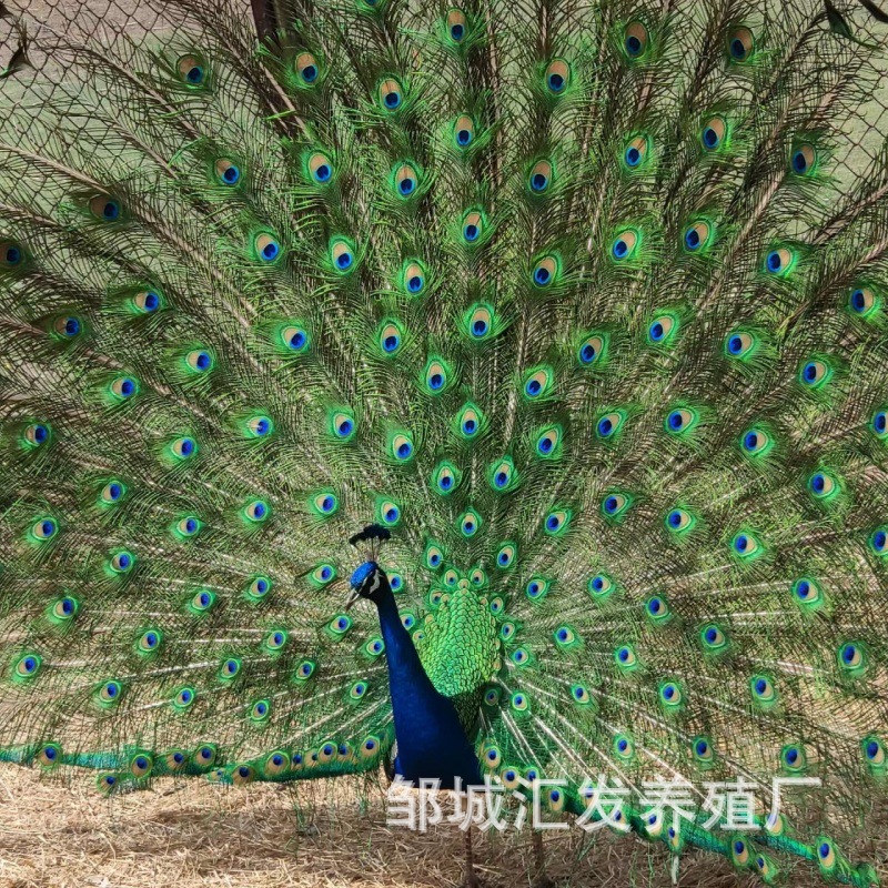 出售孔雀孔雀苗蓝孔雀观赏活体景区价格批发脱温白孔雀