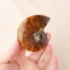 Conch