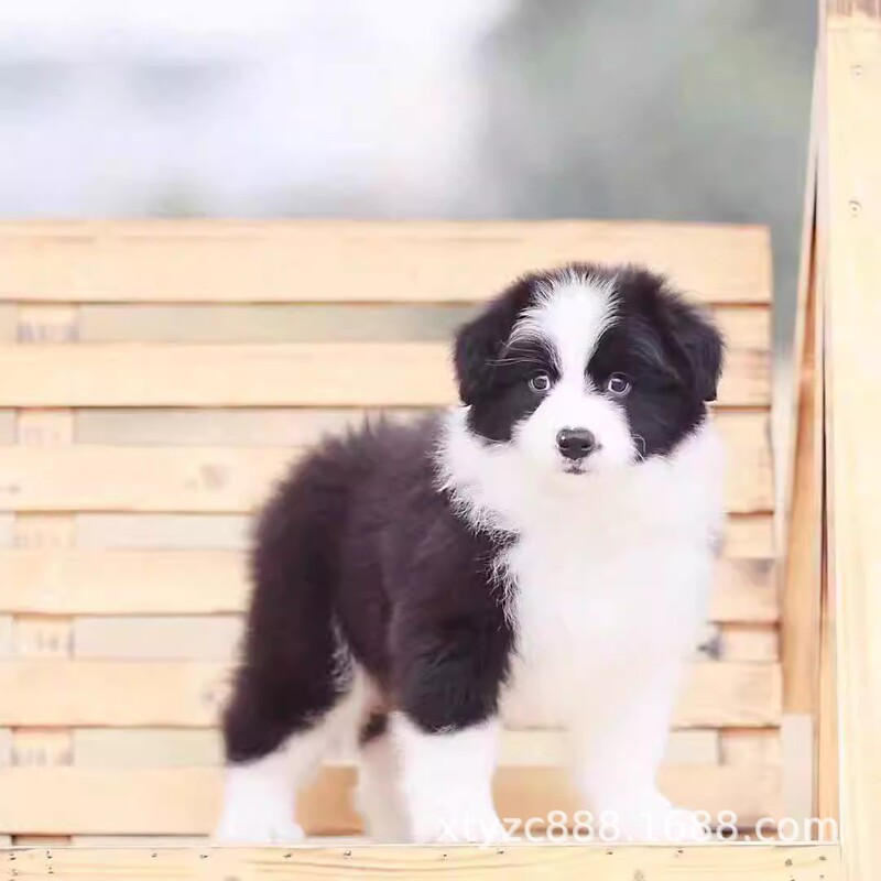 Purebred Border Collie Puppy Live Double Blood Three-Way Seven White Black and White Meteorite Red Border Collie Pet Dog