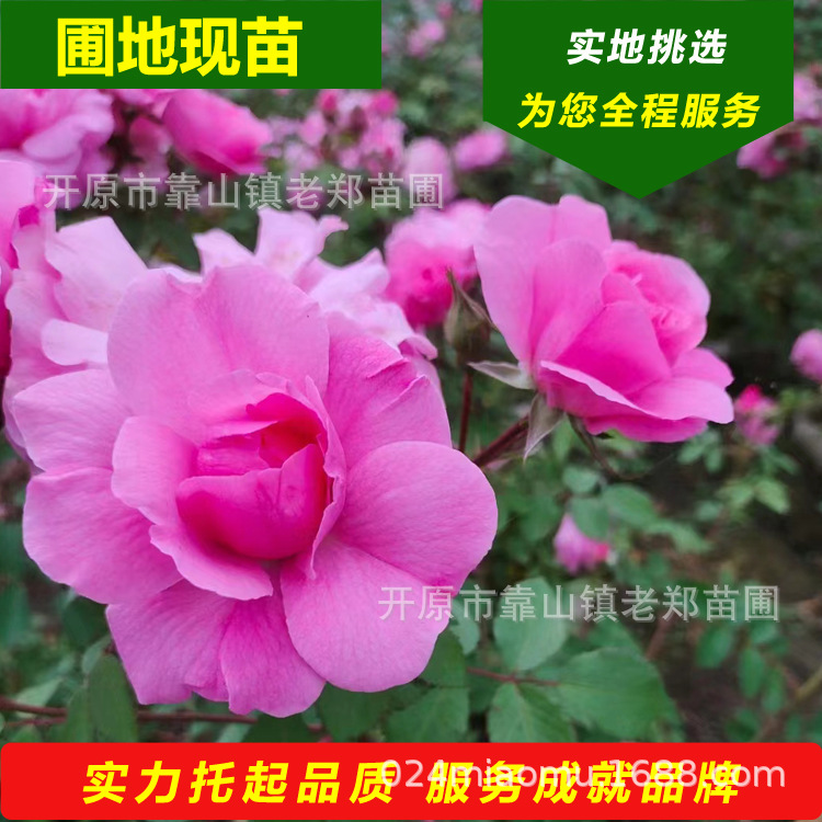 粉蝶月季 苗圃批发抗寒月季 花色齐全 红花月季小苗 东北月季杯苗