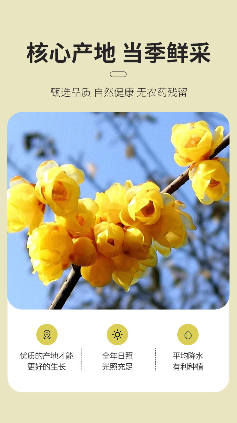 Dried Wintersweet Flower La Mei Hua 50g Jar Natural Sun Dried Floral Tea for Brewing key features