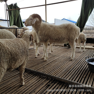 ����Сβ�����̥ĸ���Bֳ���������s�����Nɽ������Сβ����