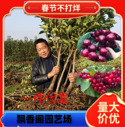 俄罗斯8号樱桃果树苗俄八樱桃树苗当年结果 紫色含香车厘子大樱桃