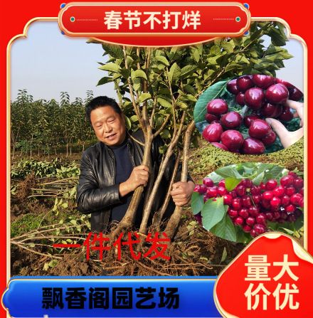 Russian No. 8 Cherry Saplings, Russian No. 8 Cherry Saplings, Purple Fragrant Cherries, Large Cherries That Bear Fruit in the Same Year Russian No. 8 Cherry Saplings, Russian No. 8 Cherry Saplings, Purple Fragrant Cherries, Large Cherries That Bear Fruit in the Same Year