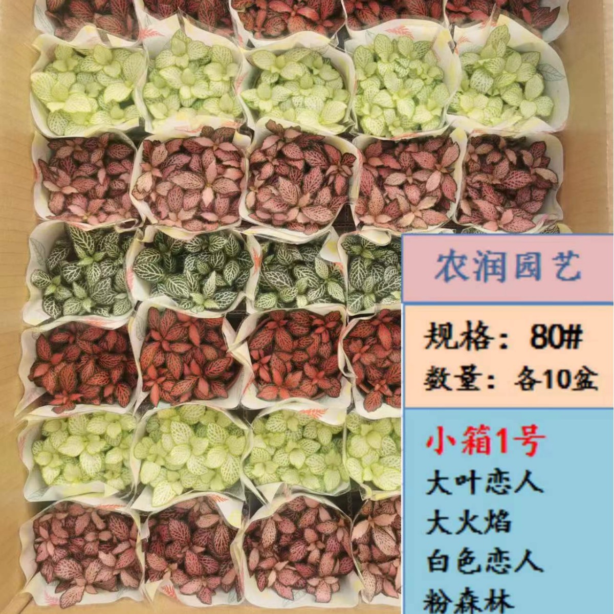 Base direct supply of leaf plants