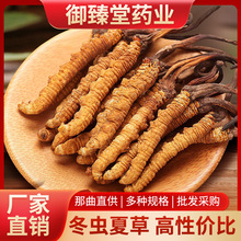 正品冬虫夏草干货批发玉树礼盒装虫草非断草西藏那曲东虫夏草代发