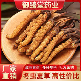 正品冬虫夏草干货批发玉树礼盒装蛹虫草非断西藏那曲东虫代发