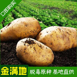 供应种植土豆种子 农业种植用土豆种子基地脱毒土豆早熟土豆种薯