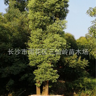 �������ع��� ���U�����Ǽ������� �Gɫ��ľ ����С��