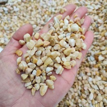黄金石厂家批发铺路黄金卵石黄色洗米石胶黏石园林庭院造景铺路石