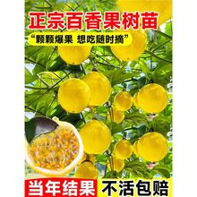 黄金百香果树百香果苗四季不断结果钦蜜9号嫁接树苗南方种植盆栽
