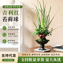 吉利红苔藓球盆栽桌面植物花卉水培好养创意苔玉植物室内办公室