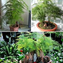文竹种子吸水石上水石原石假山草籽盆景盆栽绿植植物草籽观叶植物