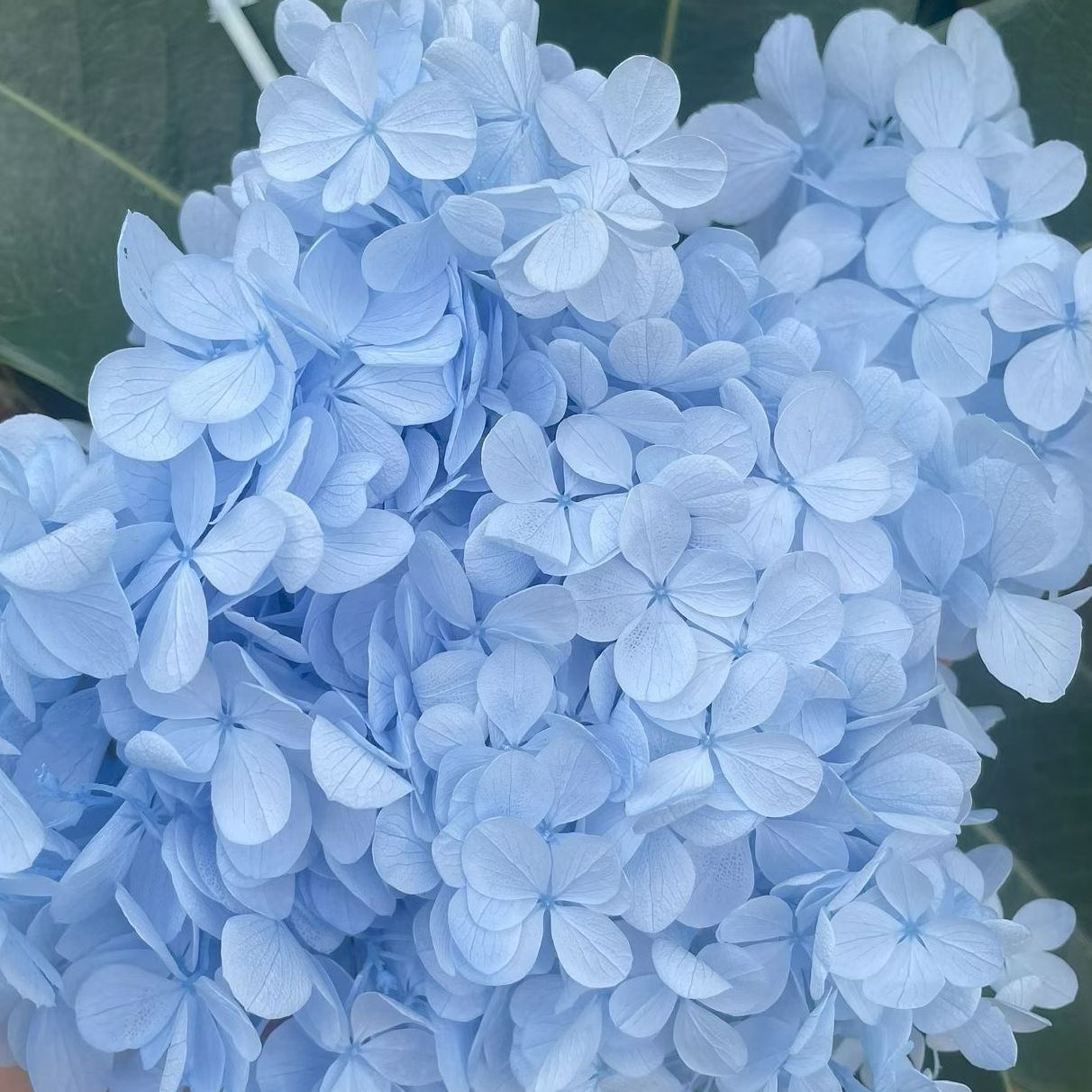 ✅ Flores secas flores eternas hortenida color gradiente material hecho a mano bolsa de calzado de boda cubierta de vidrio grupo de construcción de flores actividades