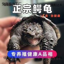 ����С���������������͹��ӷ�ʳ���ˮ����������С����̫��