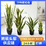 植物景观仿真黄边绿植