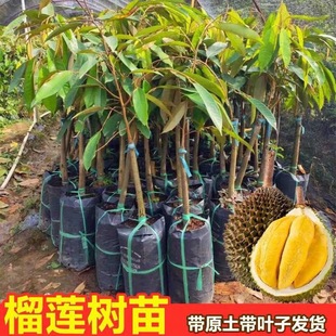 Durian Saplings Thai Grafted Golden Pillow Musang Durian Saplings with Nutrition Cup and Leaves Free Shipping Durian Seedlings