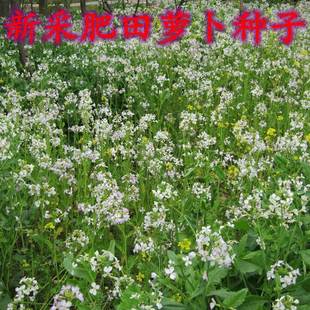 Seeds of Red and White Clover, Green Forage, Honey Forage, Clover, Alfalfa, and Mouse Grass