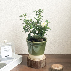 フランス風復古風窯変陶磁器国際盆家庭緑植ベゴニア熱植盆鉢植え植木鉢