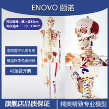 人体骨骼模型可拆卸外科全身人体内部骨科骨架可以拆卸解剖