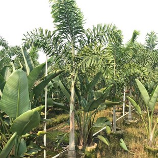 204 base wholesale supply 2-3 meters high fox tail coconut bag seedlings container seedlings